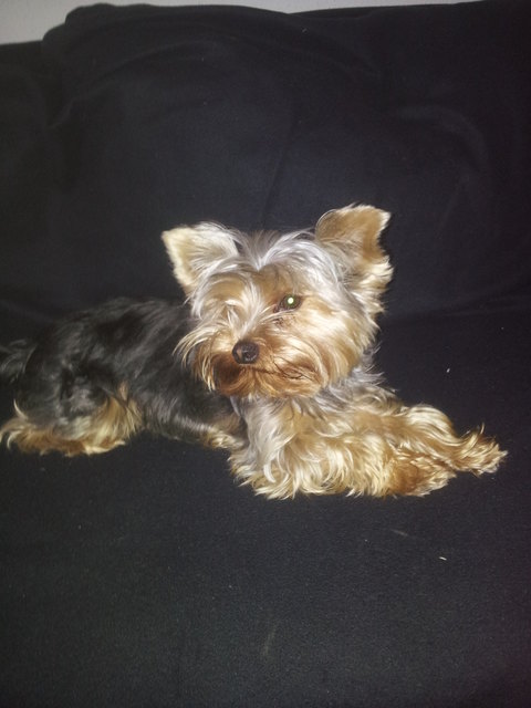 Timi
