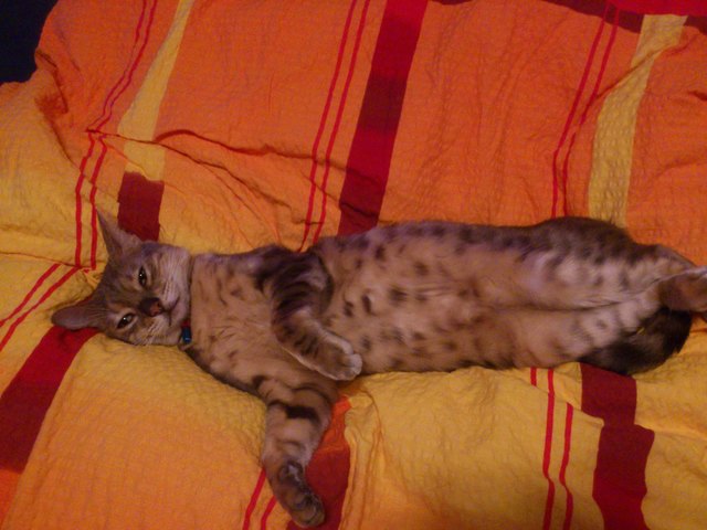 Leo