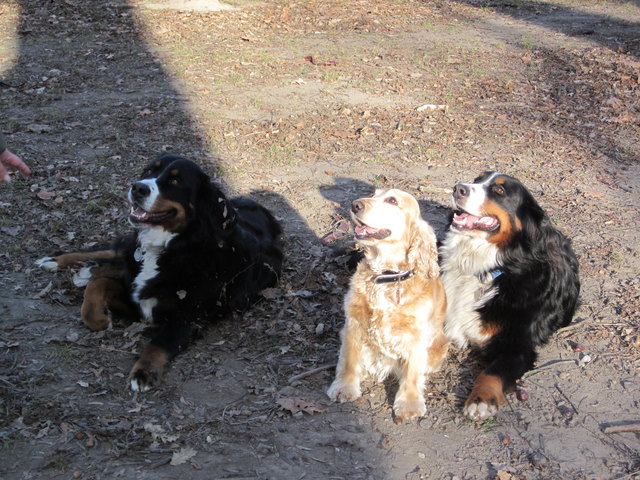 Coco Chanel und ihre Bodyguards. Da kann man auch als kleiner Cocker mal frech werden.