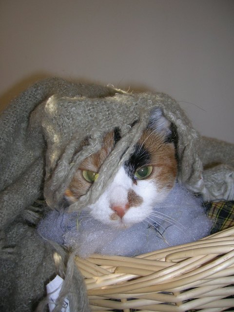 So wird gechillt :-))) Luna beim Faulenzen!