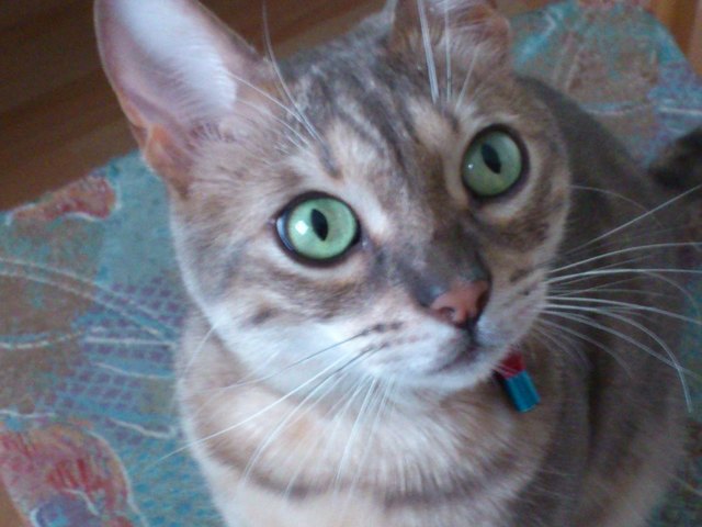 Leo