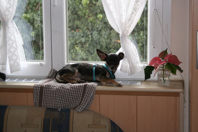 Angelo, Katze oder Hund ?