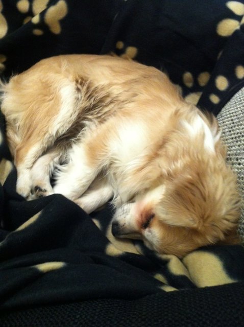 Die kleine Marilyn habe ich seit kurzem von einer Züchterin, die sie nicht schön fand, weil sie für einen Chihuahua untypisch ist mit ihren süßen Schlappohren. Für mich ist sie das hübscheste Hundemädchen der Welt! :)