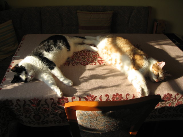 Gatto & Benni