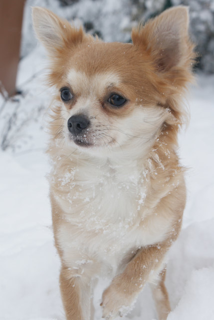 Ashley tobt liebend gern im Schnee
