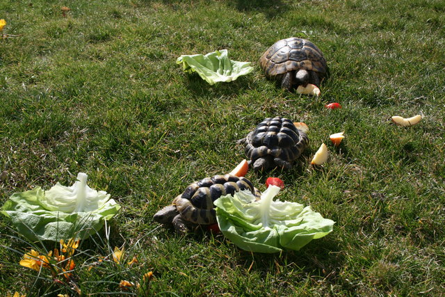 Helga, Clemens und Ulrich - noch schlafen sie. Ende März ist es genug damit und der beginnende Frühling lässt sie munter werden!