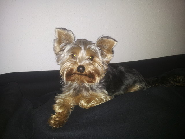 Timi