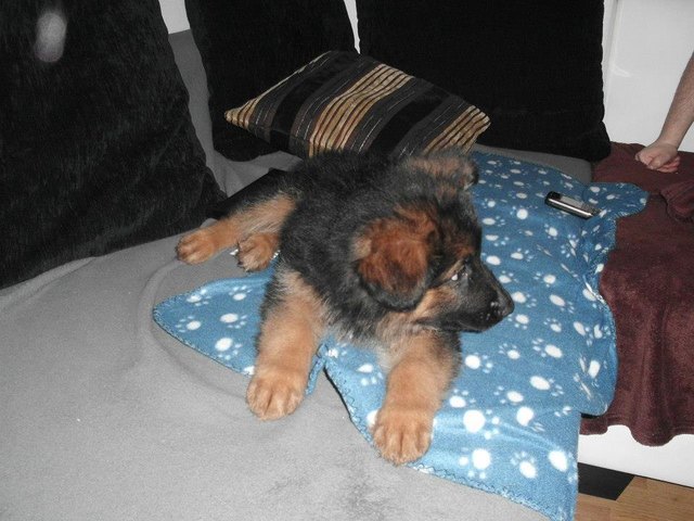 Lischen