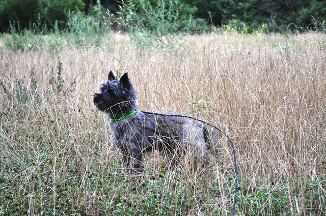 Cairn Terrier mit Tarnfarbe in Wien