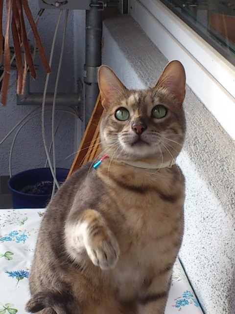 Leo