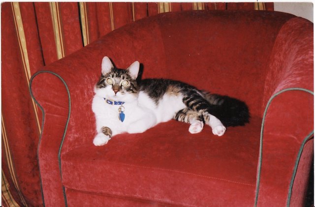 Aus einem kleinen Findelkind wurde ein stolzer Miezekater