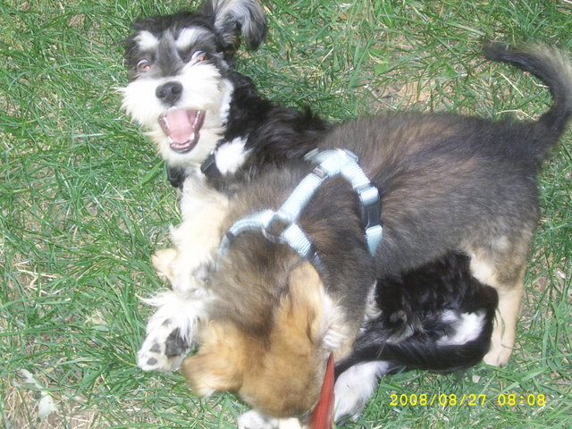 Daisy beim Toben