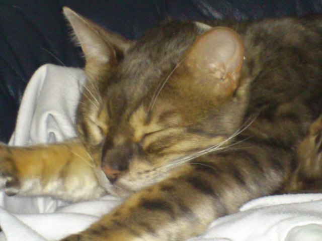 Leo