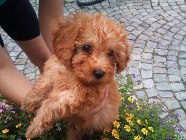Lola, meine Süsse Hundeprinzessin :-)