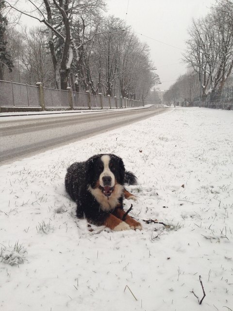 Nero unser Schneehund =))