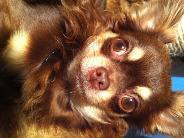 Maximillian