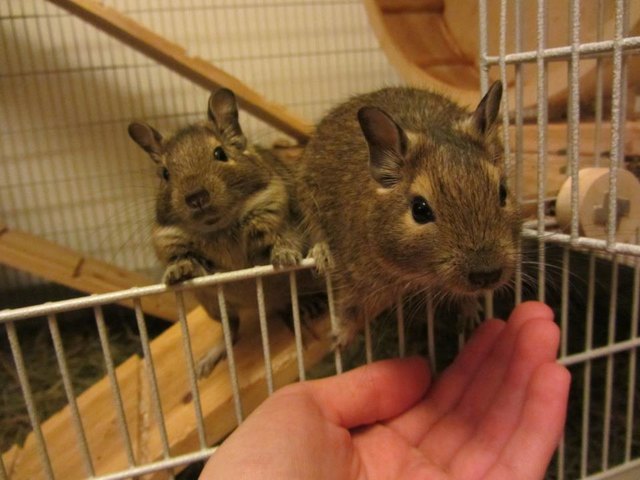Unsere Degus Batman & Robin