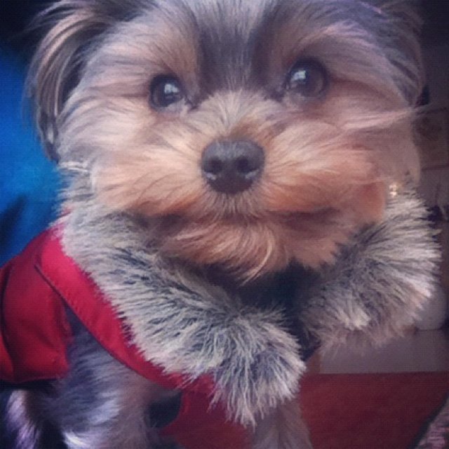 Das ist Crosby :)