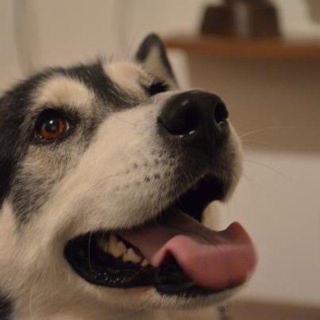 mein knuddel hund