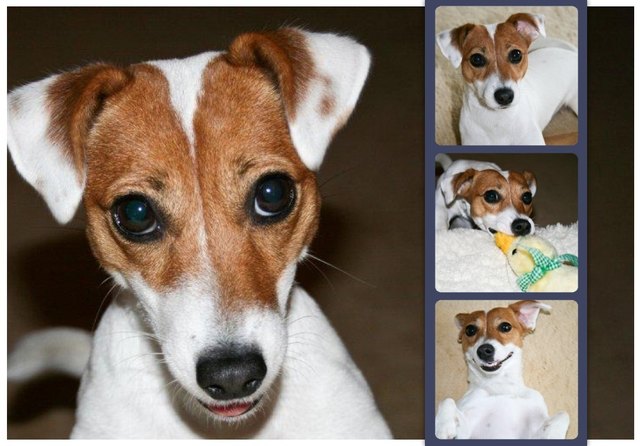 Jack Russel Mädchen Joy