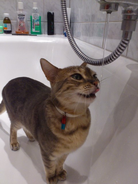 Leo