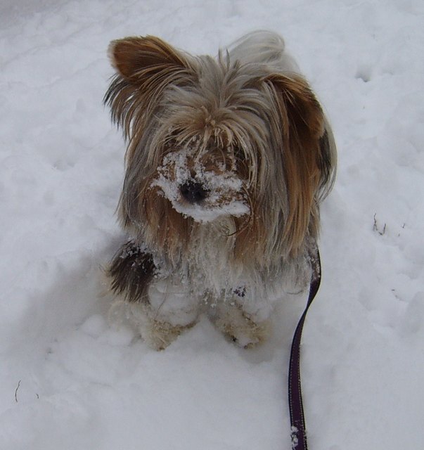 Unser Schneeflöckchen