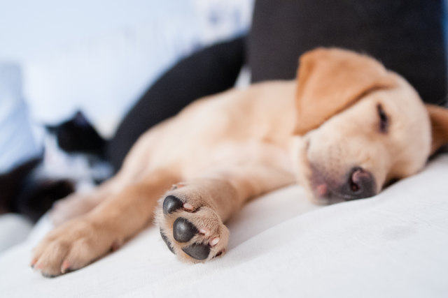 Labrador Retriever Roxy