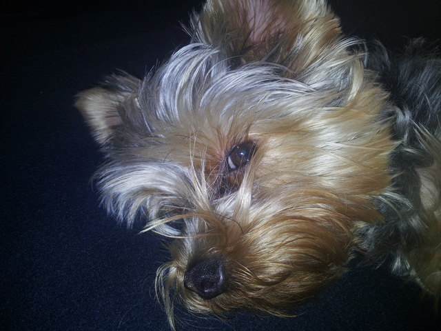 Timi
