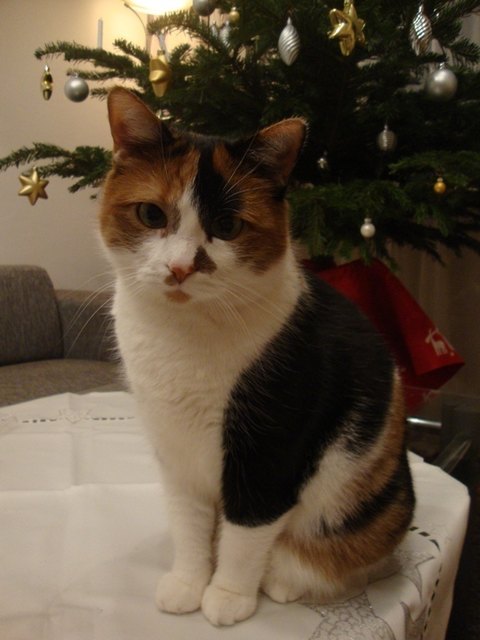 Die mit Abstand süßeste Katze der Welt!!!