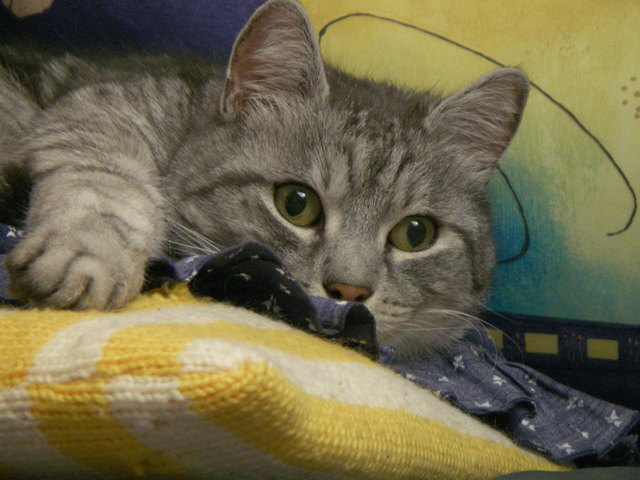 Meine Katze Maxi