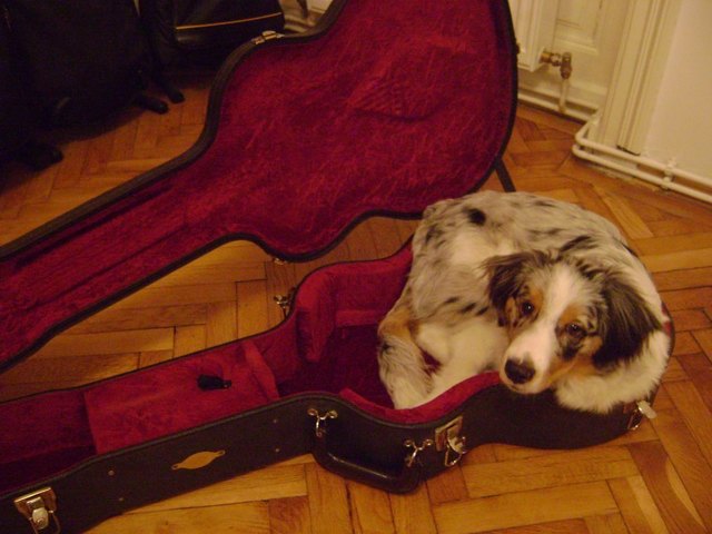 Herr Hund macht sichs überall gemütlich... sehr praktisch: Hundebett und Transportbox in einem. ;)