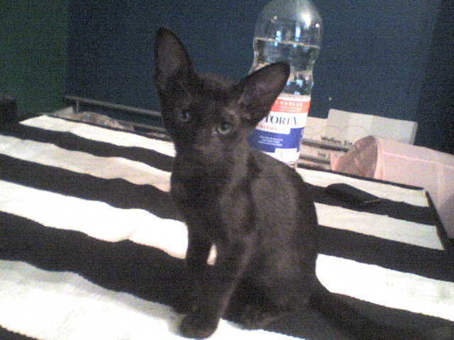 Milka