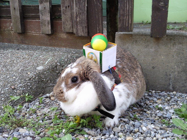 Unser Osterhase