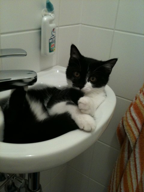 Maggie beim Baden