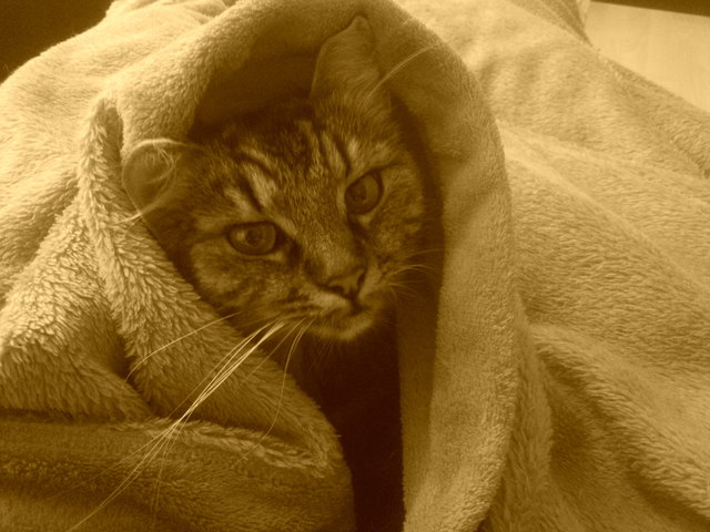 Unter der Decke kuschelts sich am Besten!