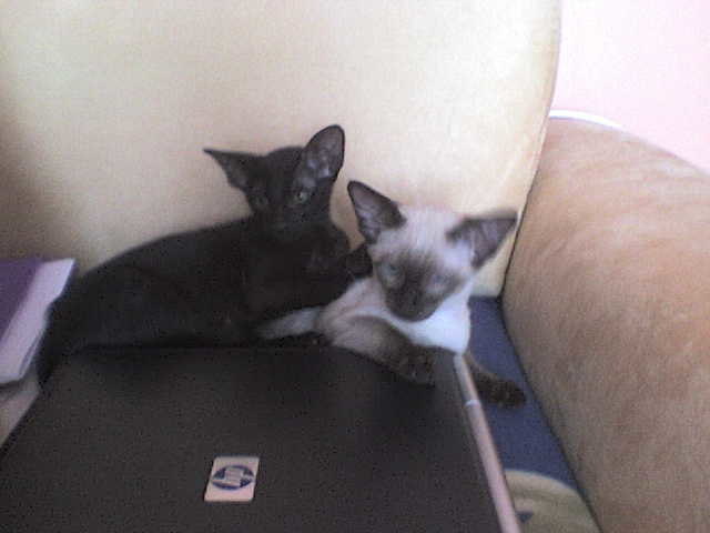 leila und milka