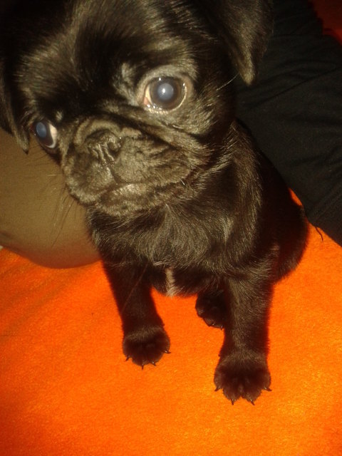 Daisy :)