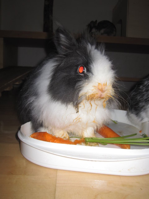 Mmmmm,die Karotte ist soooo lecker !!!!!!