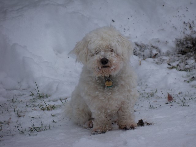 Bella die Schneekoenigin