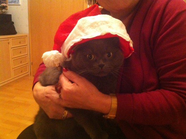 Nino mit Weihnachtsmütze