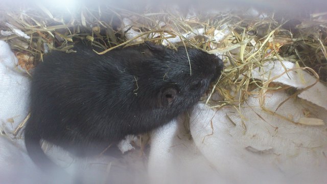 Broni