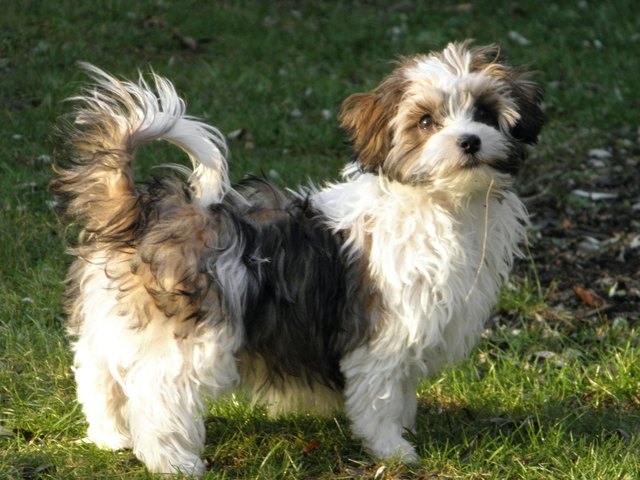 Charly