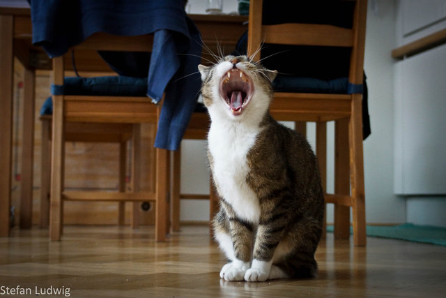 Katze sein macht müde