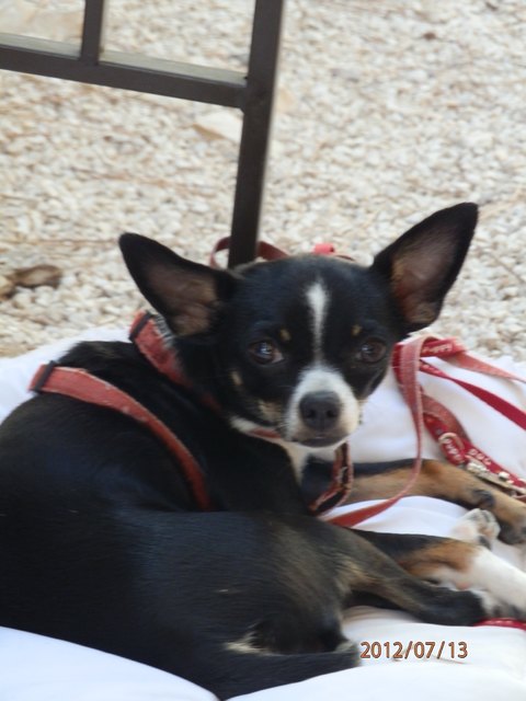 Puppi auf Urlaub