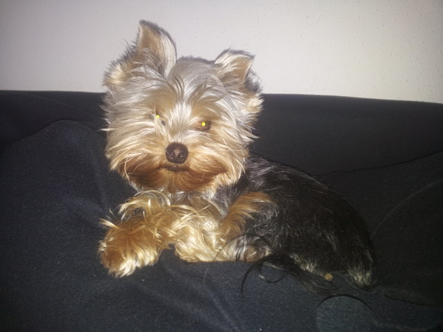 Timi