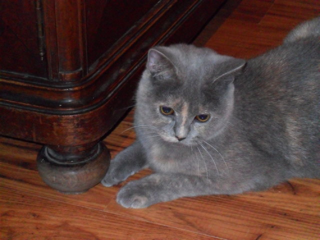 Kiki Katze
