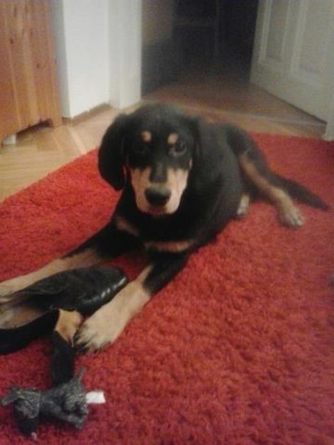 der liebe Kleine...beim Schuhe zerbeissen ;-)