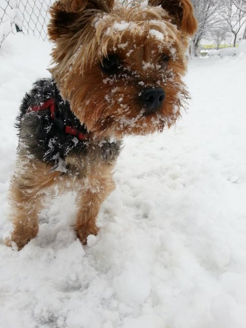 Teddy