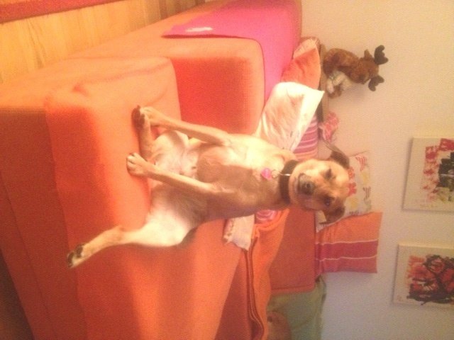 Soooooo entspannt kann Willi sein !