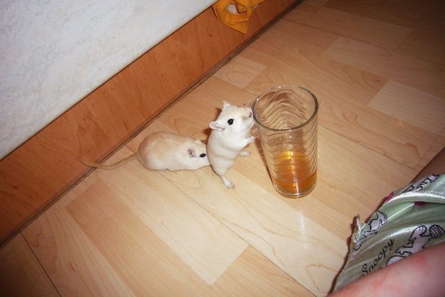 greebo und charly wollen eistee